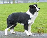 Border Collie 8P51D-12